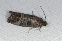 Cydia pomonella