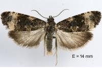 Endothenia marginana