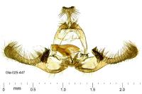 Endothenia marginana