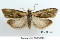 Eucosma cana