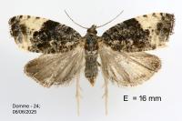Hedya pruniana