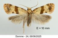 Phalonidia contractana
