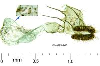 Phalonidia contractana