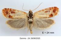 Rhyacionia buoliana