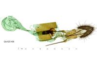 Rhyacionia buoliana