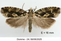 Zeiraphera isertana