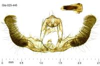 Zeiraphera isertana