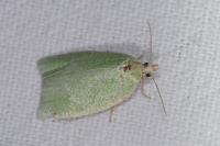 Tortrix viridana