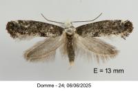 Paraswammerdamia albicapitella
