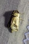 Parahypopta caestrum