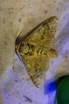 Cossus cossus