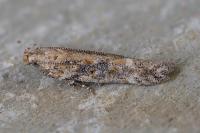 Scrobipalpa ocellatella