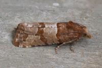 Lobesia indusiana/limoniana