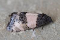 Propiromorpha rhodophana