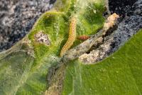 Choreutis nemorana