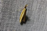 Pleurota aristella