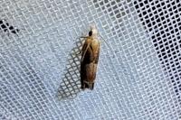 Eucosma conterminana