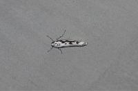 Ethmia pusiella/candidella