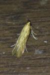 Metzneria neuropterella