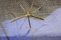 Agdistis
