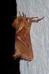 Triodia sylvina