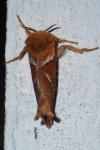 Triodia sylvina