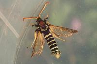 Paranthrene insolita polonica