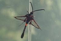 Synanthedon myopaeformis