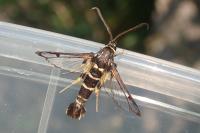 Synanthedon vespiformis
