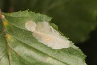 Phyllonorycter coryli
