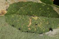 Phyllonorycter coryli