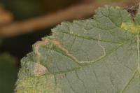Stigmella microtheriella