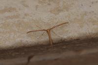 Emmelina monodactyla