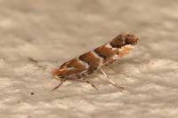 Cameraria ohridella
