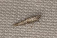 Cedestis subfasciella