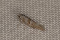 Cedestis subfasciella