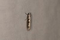 Ethmia bipunctella