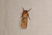Triodia sylvina