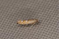 Phyllonorycter