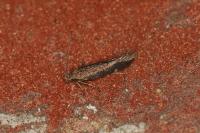 Oxypteryx immaculatella