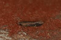 Oxypteryx immaculatella