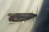Grapholita funebrana