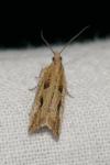 Bactra lancealana