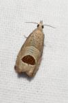 Notocelia uddmanniana