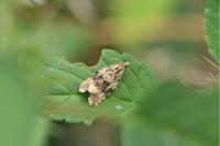 Celypha lacunana