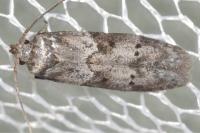 Blastobasis glandulella
