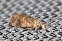 Lobesia botrana