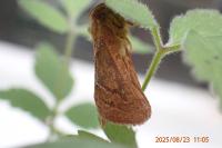 Triodia sylvina