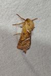 Triodia sylvina