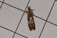 Hypatima rhomboidella